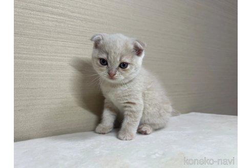 成約済の茨城県のスコティッシュフォールド(折れ耳)-84789の5枚目